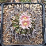 Stenocactus coptogonus fiorito