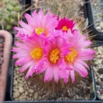 Thelocactus macdowellii in fiore nella bella stagione