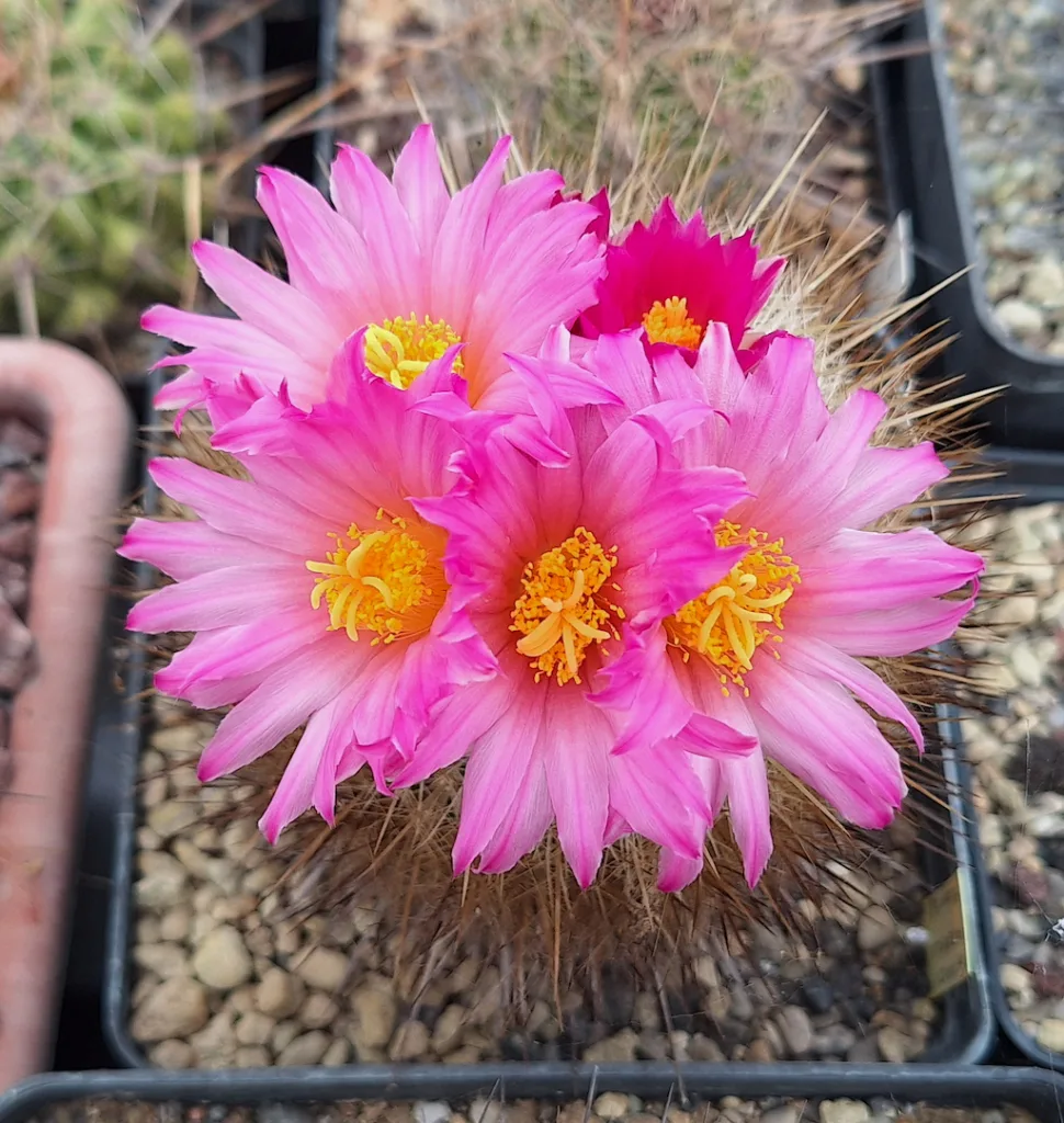 Thelocactus macdowellii in fiore nella bella stagione