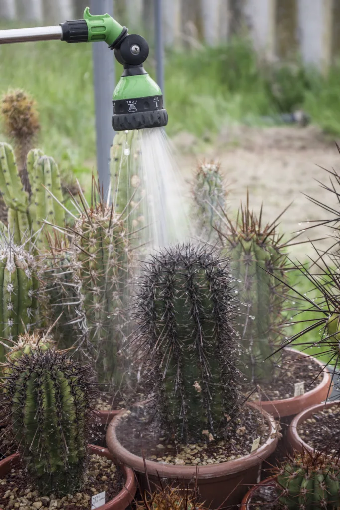 Annaffiatura di una Carnegiea gigantea
