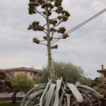 L'Agave a fioritura completata