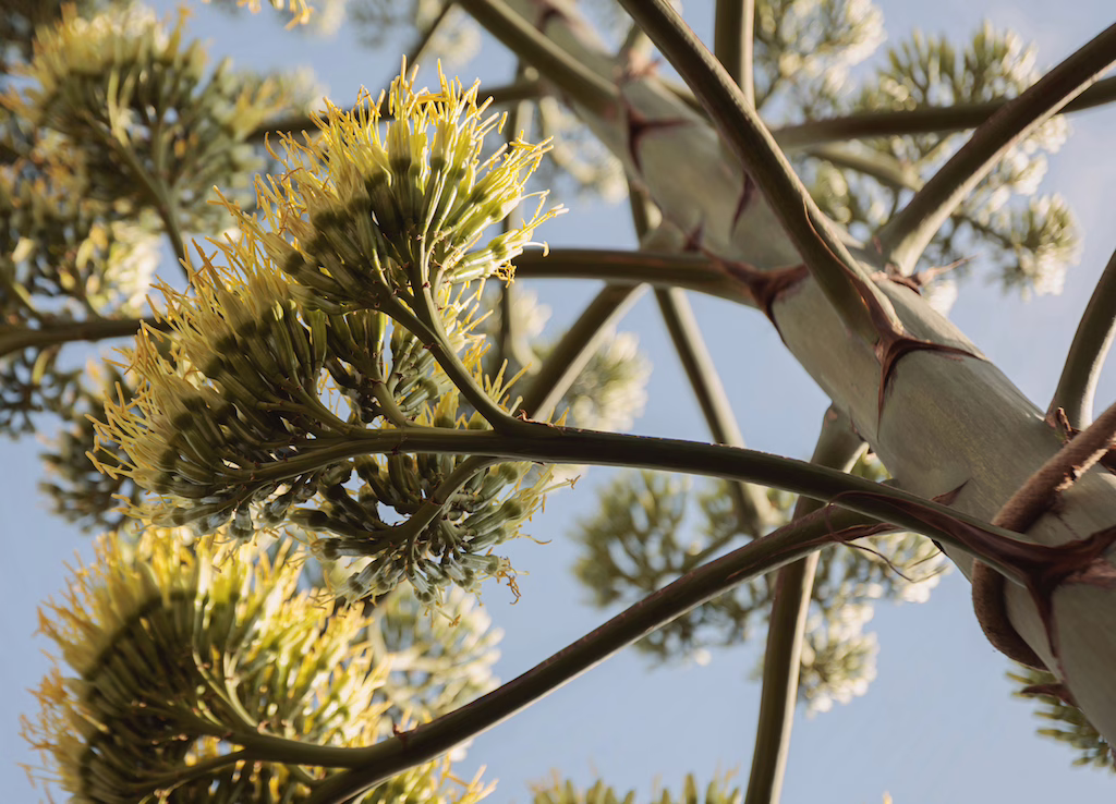 Un’Agave in piena fioritura in provincia di Brescia: un evento non unico ma molto raro. Le spettacolari foto