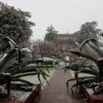 Agavi sotto la neve