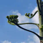 Giugno 2025: sviluppo dei fiori