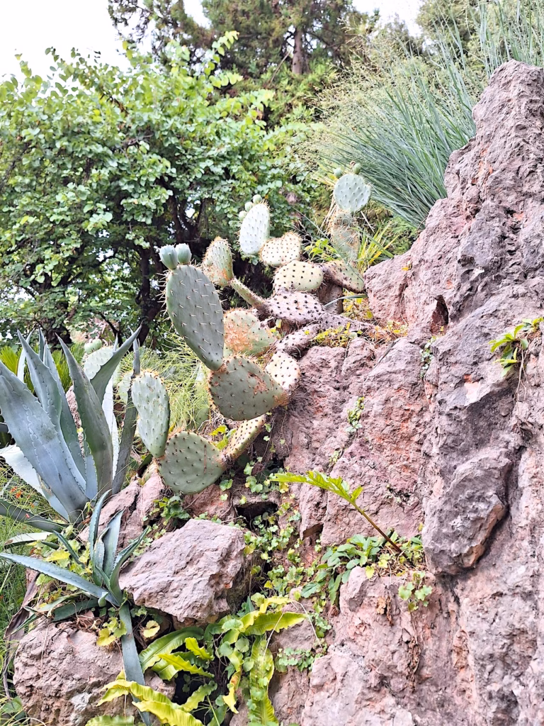 Agave e Opuntia in piena terra nel Giardino Botanico Heller (Gardone Riviera, BS)