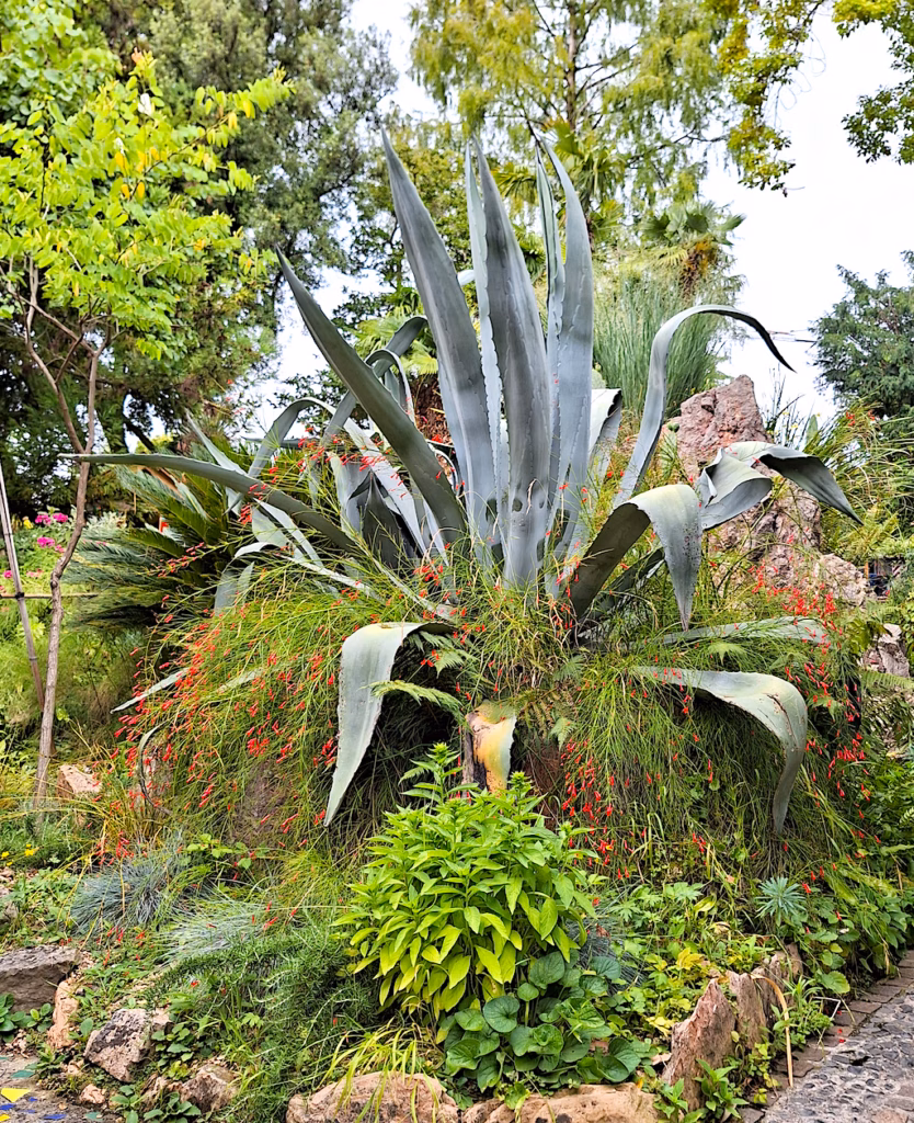 Agave in piena terra nel giardino Heller