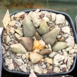 Ariocarpus retusus infossato per l'asciutta