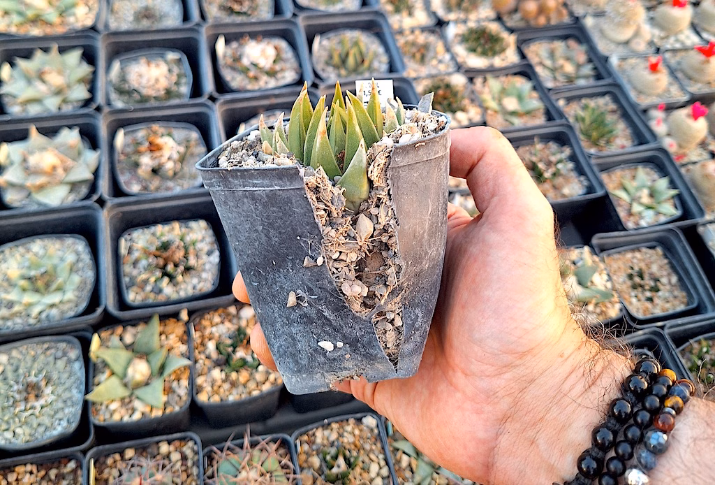 Ariocarpus trigonus con vaso spaccato