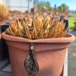 Ariocarpus trogonus: vecchio esemplare con il vaso spaccato