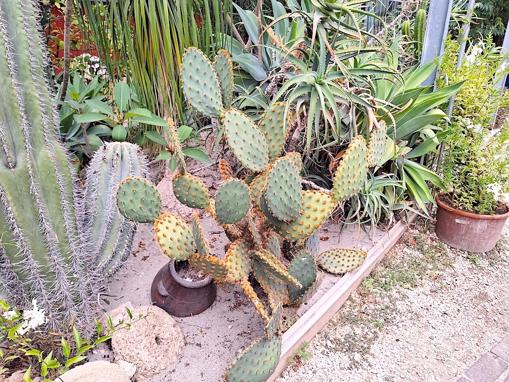 Cactacee in piena terra nel Giardino Botanico Heller (Gardone Riviera, BS)