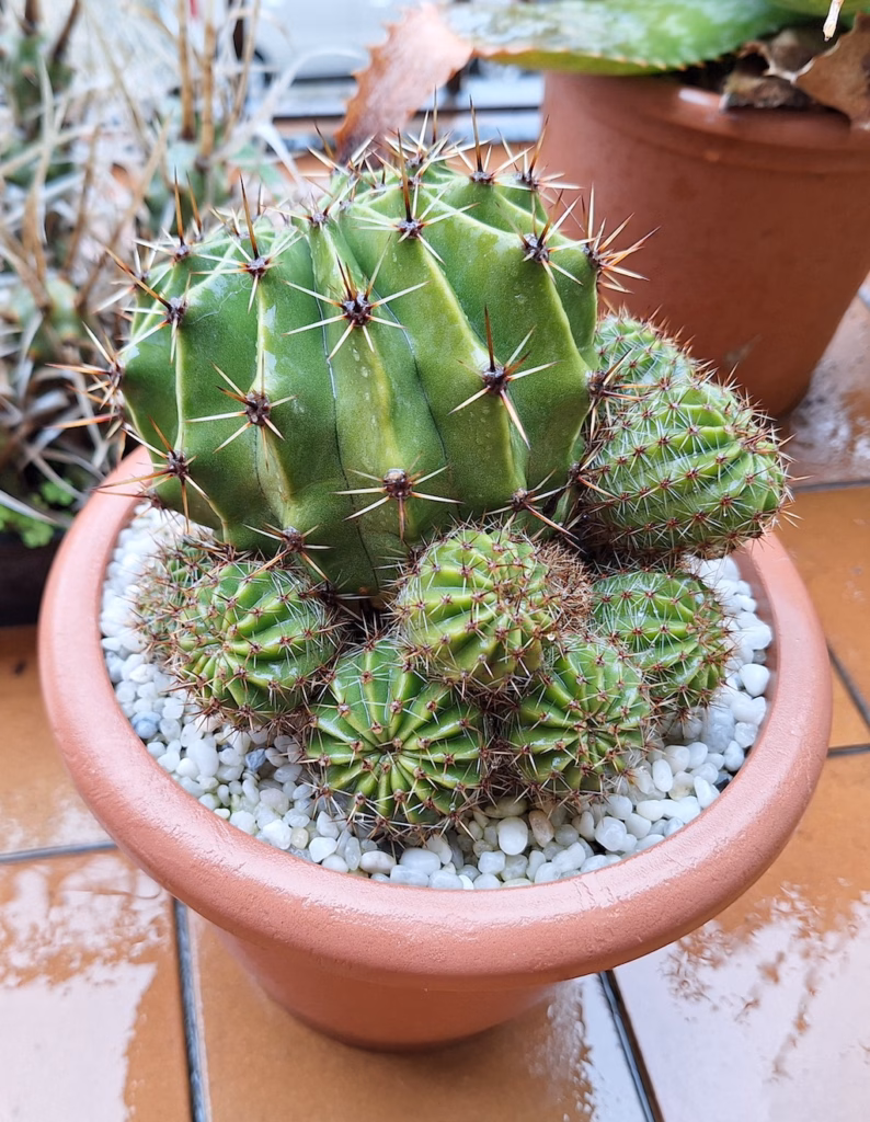 Echinopsis oxygona coltivata all'esterno anche in inverno