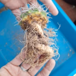 Radice carnosa di Gymnocalycium ferox