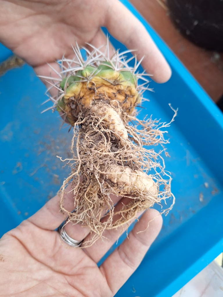 Radice carnosa di Gymnocalycium ferox