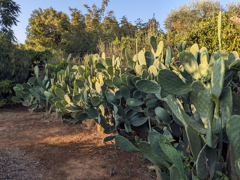 Opuntia in piena terra in Toscana
