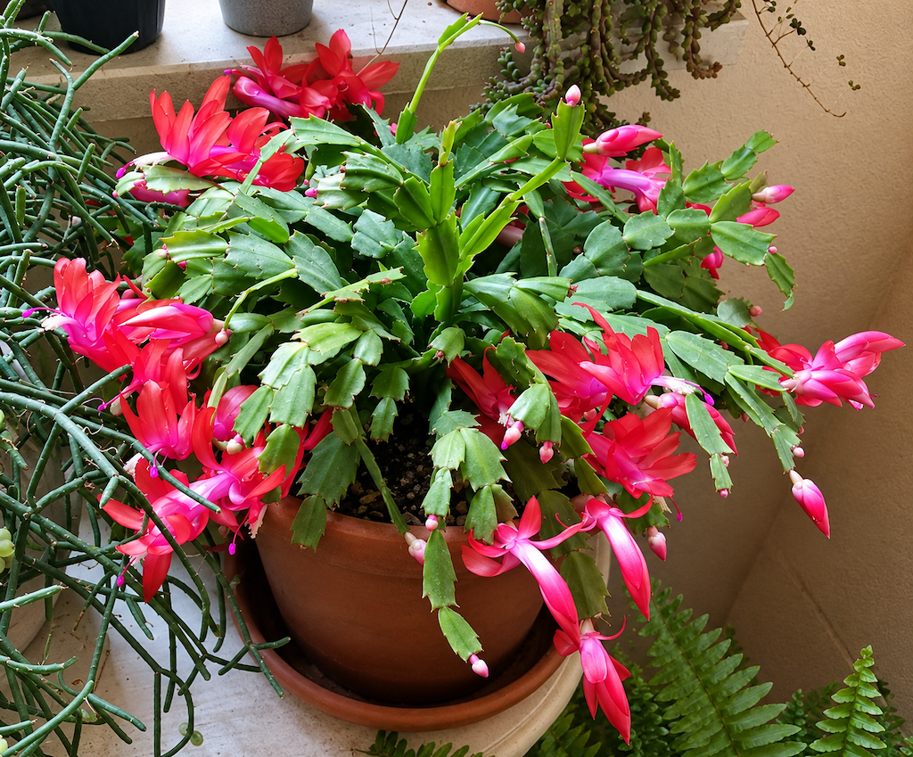 Schlumbergera truncata a fiore rosso