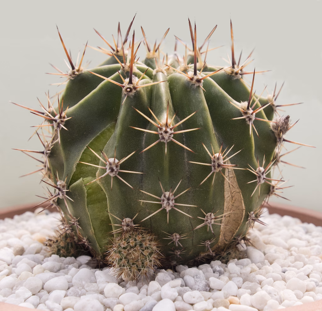 Spaccatura del fusto in un esemplare di Echinopsis