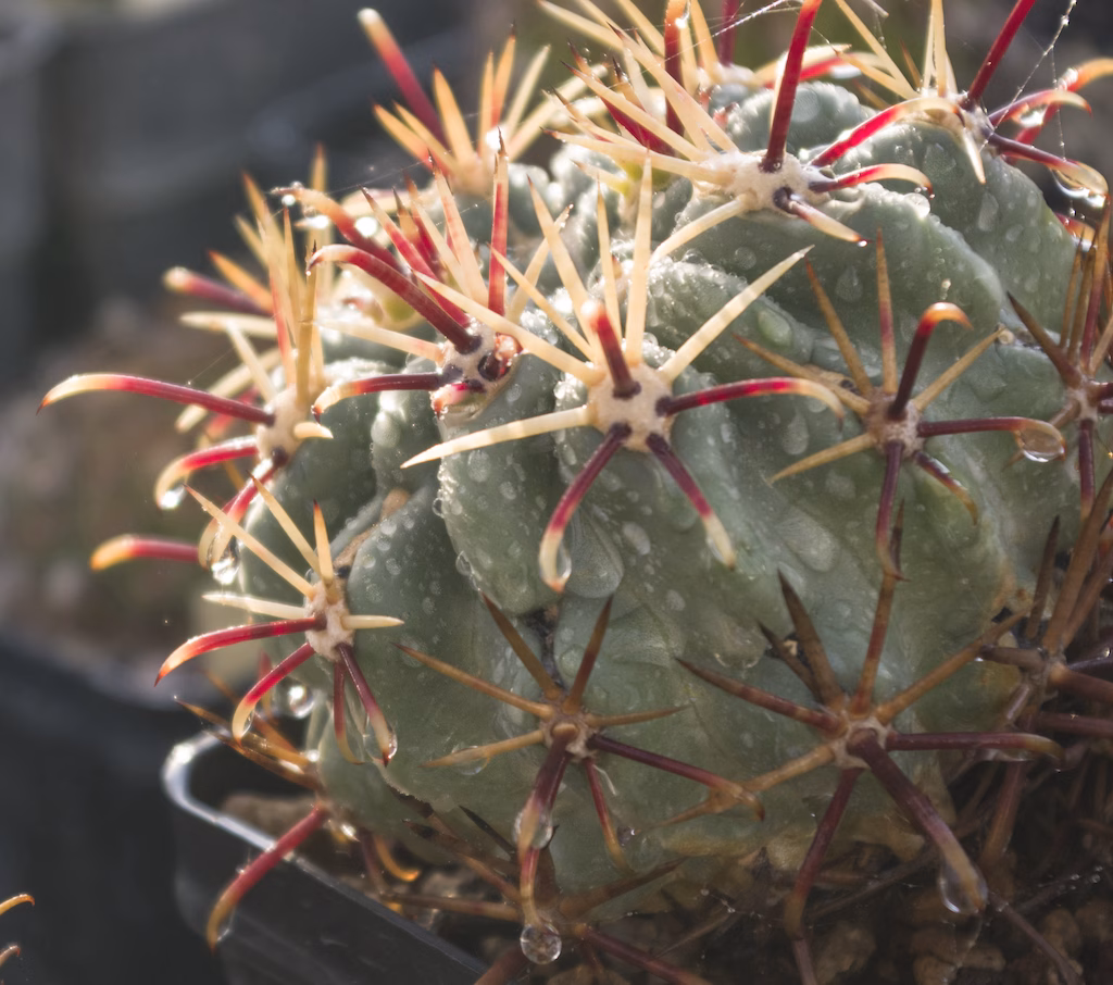 Spine bagnate di un Ancistrocactus mathssonii