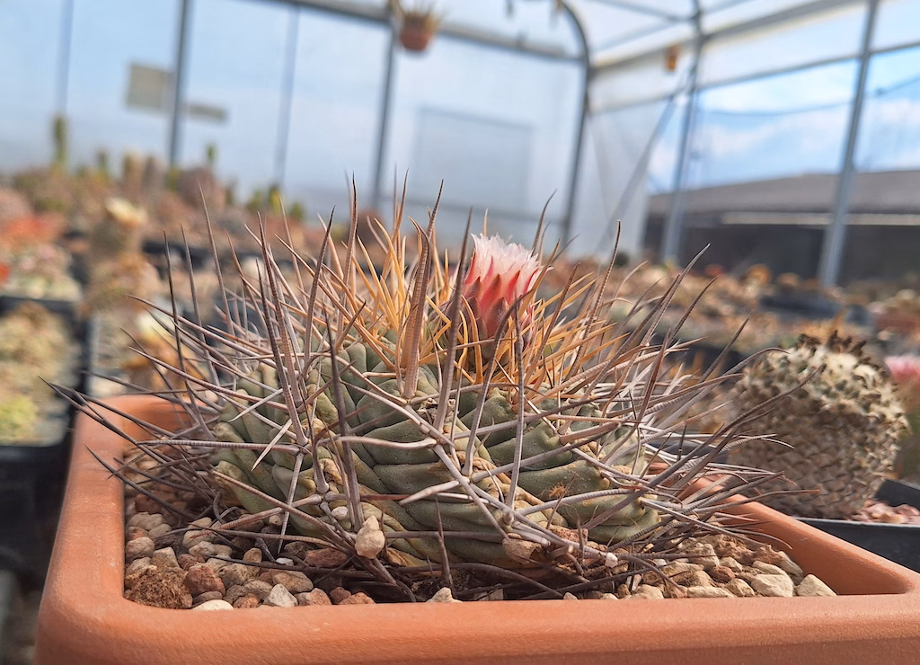 Thelocactus hexaedrophorus (Guastalla)