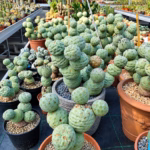 Tephrocactus geometricus in un vivaio